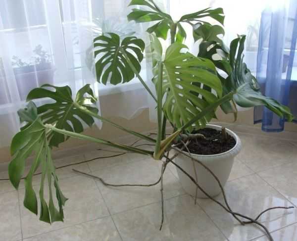 Растение монстера филодендрон фото, уход, посадка, размножение