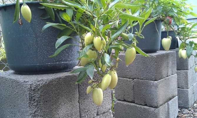 Пепино или дынное дерево: выращивание из семян в домашних условиях