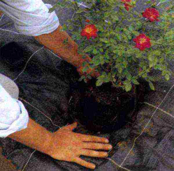 Почвопокровные розы: особенности выращивания