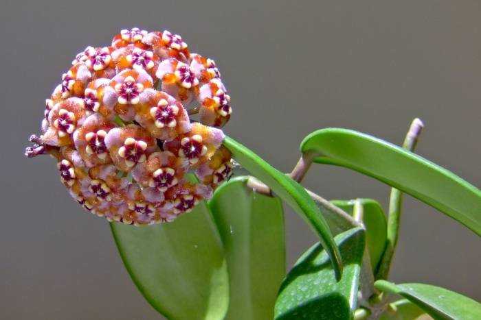 Удивительный цветок ахименес — чудо в домашних условиях - Проект "Цветочки" - для цветоводов начинающих и профессионалов