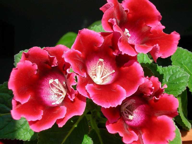 Глоксиния: описание видов и сортов, агротехника выращивания - проект "цветочки" - для цветоводов начинающих и профессионалов