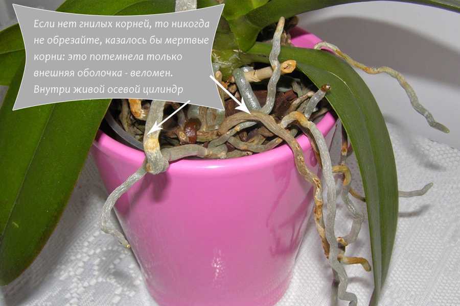 Как реанимировать орхидею – в домашних условиях без корней