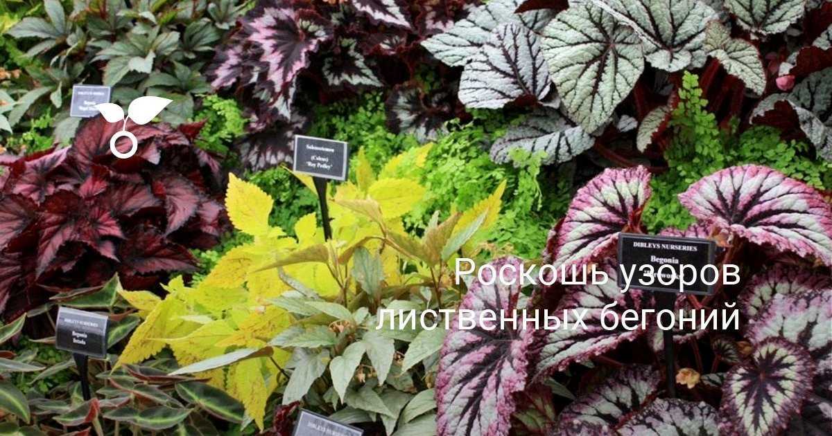 Уход за декоративно-лиственными комнатными растениями в домашних условиях + фото