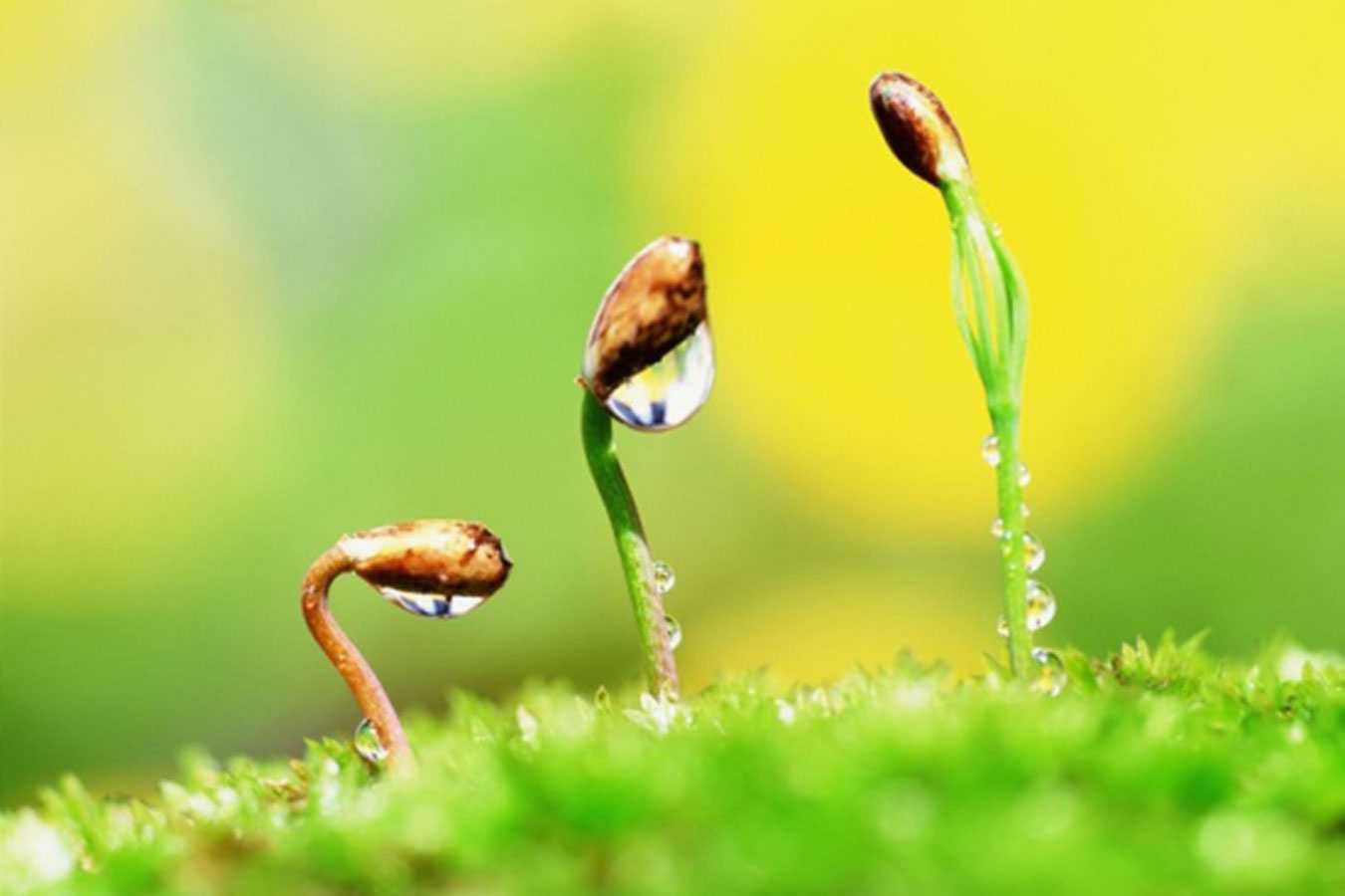 Агростимул, вэ (регуляторы роста растений, пестициды) — agroxxi
