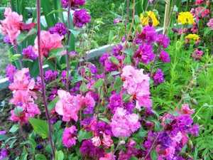 Цветы "кларкия": выращивание из семян, посадка и уход + фото