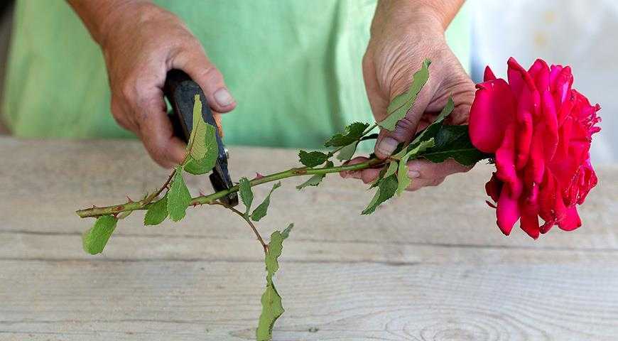 Как ухаживать за садовыми розами, способы размножения Как посадить садовую розу и вырастить Правильный грунт для садовых роз