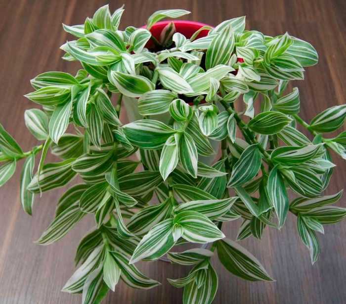 Традесканция – одно из самых известных комнатных растений Кроме традиционного вида с фиолетово-зелеными листьями, который многим знаком с детства, существует