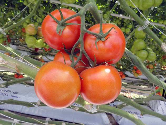 Томаты в теплице: посадка, выращивание и уход. необходимое оборудование и рентабельность выращивания помидор в теплицах