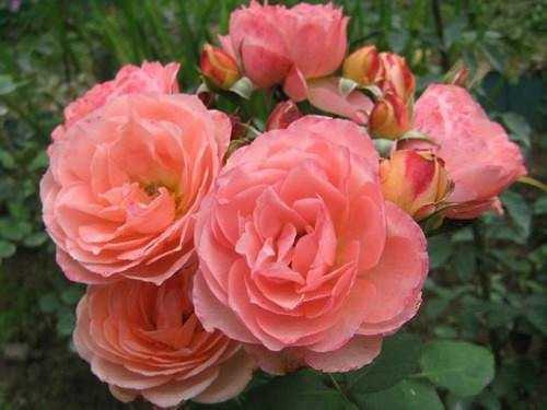 Роза чайная гибрид: посадка и уход за цветами в саду