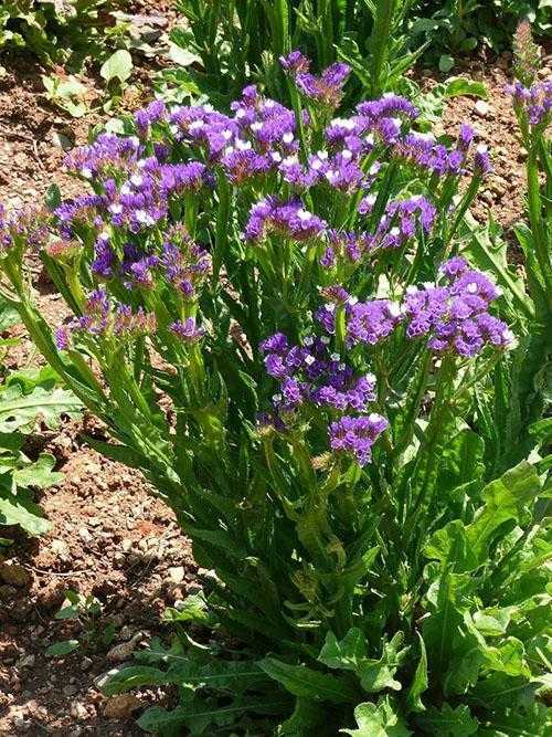Кермек татарский (статица) — выращивание цветка в саду