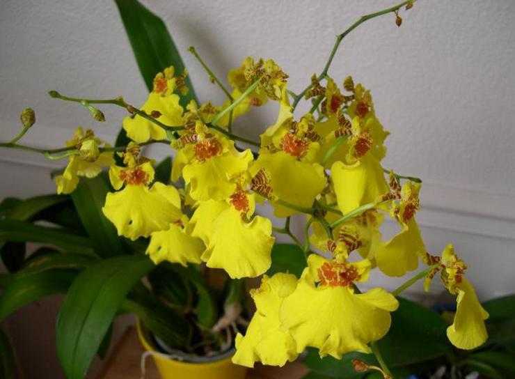 Орхидея онцидиум - уход в домашних условиях