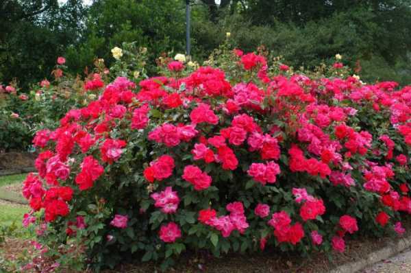 Миниатюрные розы: фото домашних и садовых видов, посадка и уход за ними при выращивании