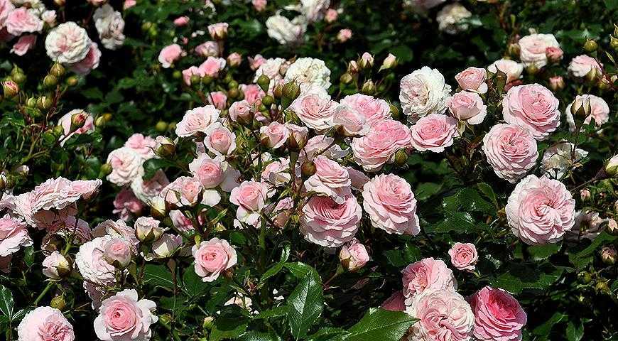 Подкормка роз осенью для пышного цветения в будущем сезоне