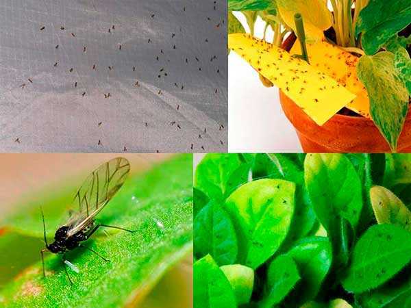 Как избавиться от мошек в комнатных цветах? средства для борьбы с мошками в земле комнатных растений. как вывести насекомых в домашних условиях?