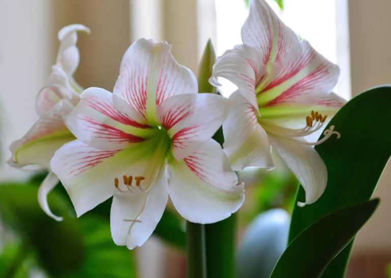 Амариллис: цветение, уход в домашних условиях + фото