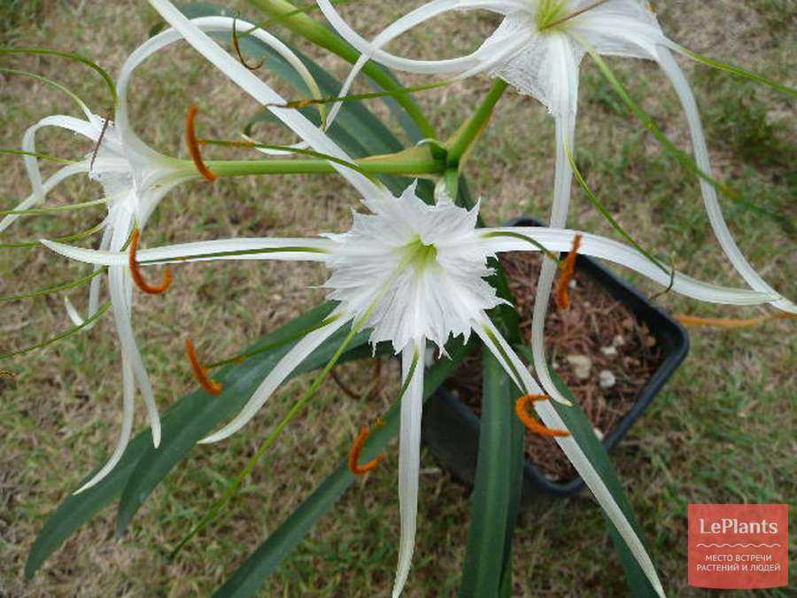 Гименокаллис: выращивание цветка в саду
