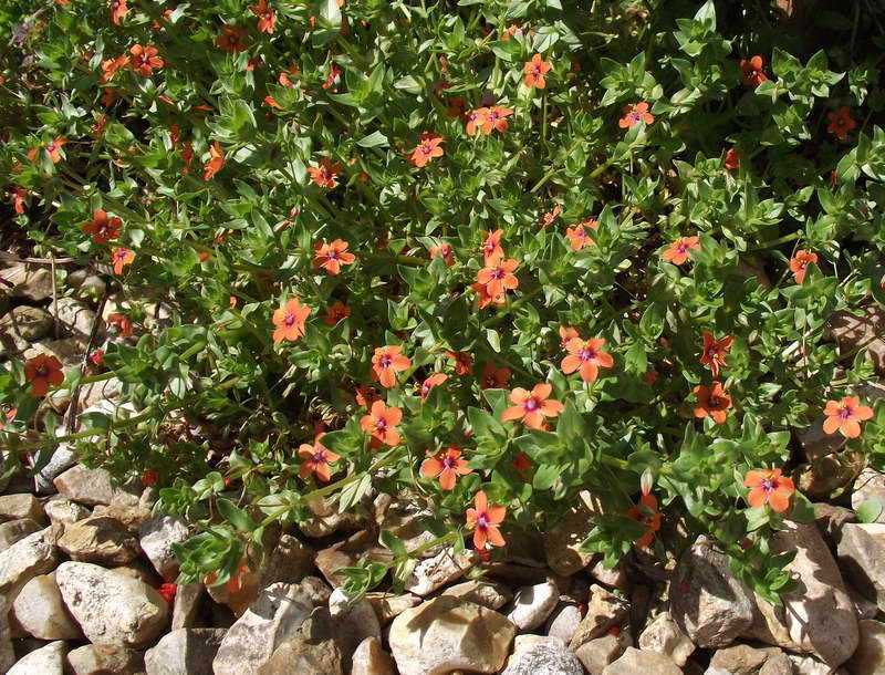 Анагаллис (очный цвет): описание, фото видов цветка, выращивание, посадка, уход