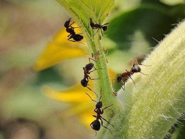Средство от муравьев «муравьед» - как действует отрава