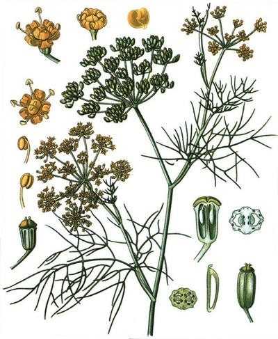 Семена фенхеля (saunf) – лечебные свойства и противопоказания