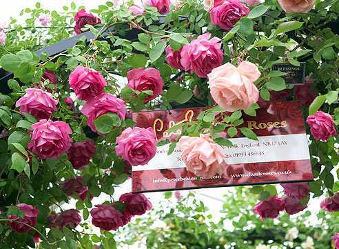 Rosanna плетистая роза — лучший вариант для вертикального озеленения