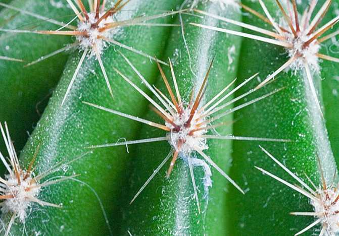 Виды кактусов микс: уход в домашних условиях
