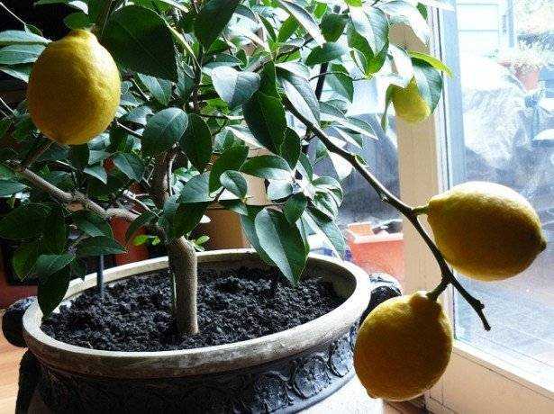 Подкормка лимона в горшке в домашних условиях