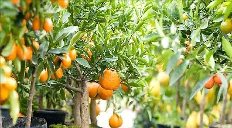 Как вырастить лимон в домашних условиях из косточки, а также будет ли он плодоносить