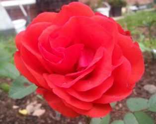 Роза пульман ориент экспресс фото и описание | комнатные цветы