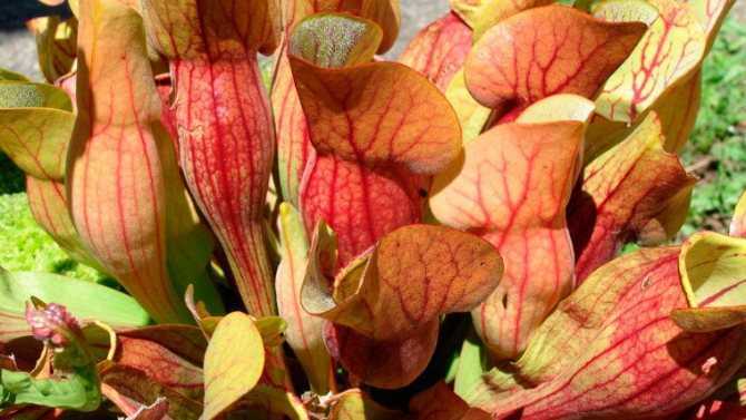 Саррацения домашняя - уход, фото растения, описание, цветение, размножение