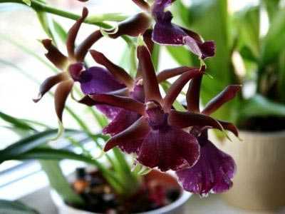 Как выращивать орхидею камбрия в домашних условиях: особенности