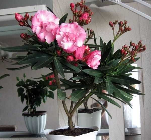 Олеандр - выращивание и уход в домашних условиях, фото цветка