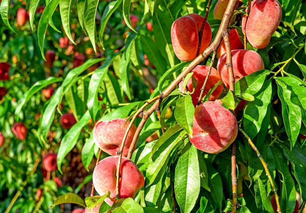 Как выращивать персик из косточки в домашних условиях