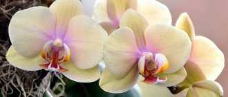Орхидея фаленопсис каменная роза — капризная красавица