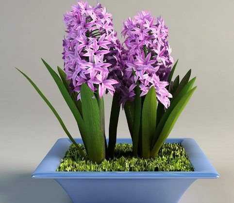 Редкие цветы или каких цветов можно встретить орхидеи?