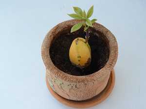 Авокадо: выращивание в домашних условиях из косточки | (фото & видео) +отзывы