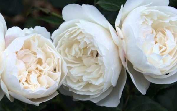 Правильная срезка роз для букета, как срезать розы и продлить им срок жизни