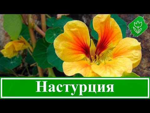 Как выращивать каланхоэ в домашних условиях: посадка, полив, размножение - sadovnikam.ru