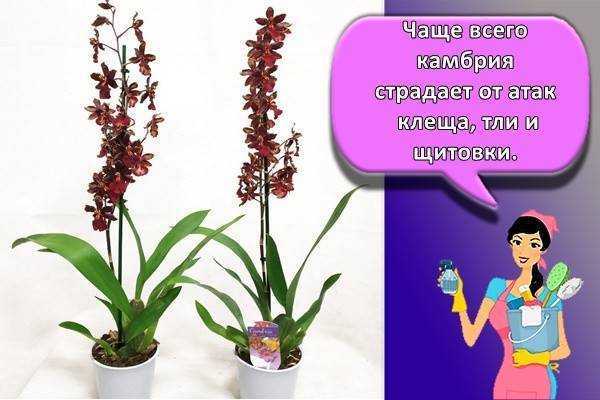 Орхидея камбрия: описание, особенности сорта, правильный уход