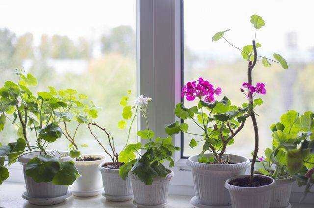 10 лучших комнатных растений очищающих воздух в квартире