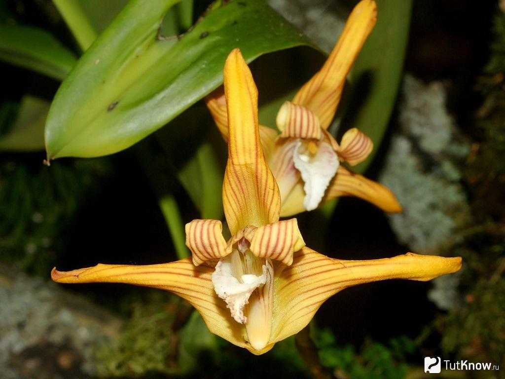 Орхидея толумния