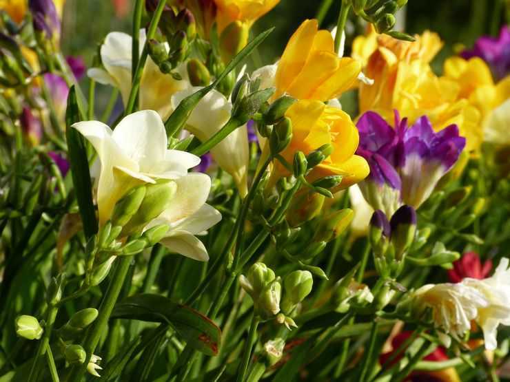 Выращивание и уход за фрезиями в домашних условиях, посадка в открытый грунт и фото цветка