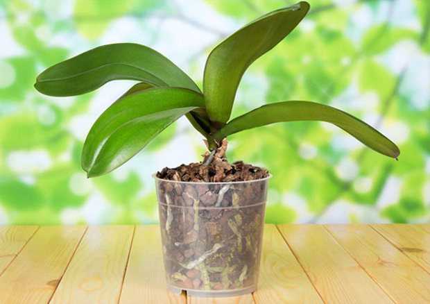 Удобрения для орхидей (49 фото): чем подкормить орхидею в домашних условиях, чтобы она цвела и давала деток? как правильно подкармливать?