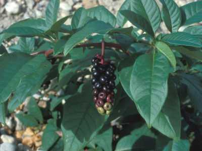 Растение лаконос (фитолакка американская): описание, посадка и уход