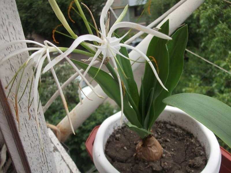 Гименокаллис (лилия-паук): уход и содержание в домашних условиях | садоводство и огородничество
