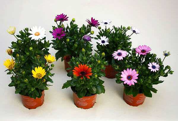 Астры: лучшие сорта, выращивание и размножение - проект "цветочки" - для цветоводов начинающих и профессионалов