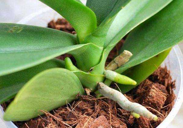 Варианты как заставить цвести орхидею: уход за цветком в домашних условиях