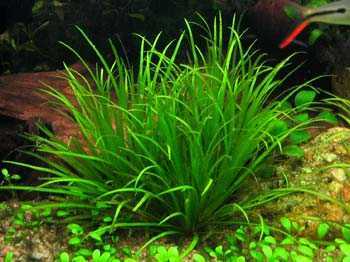 Бликса японская или японика аквариумное растения для нано аквариума