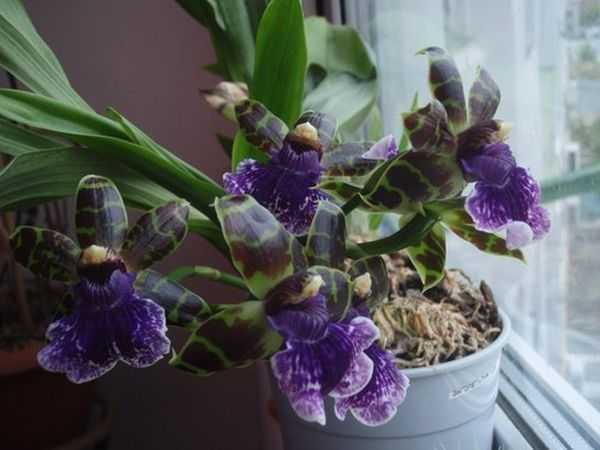 Зигопеталум — прекрасная орхидея
