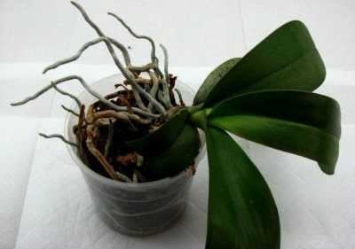 Как размножить орхидею в домашних условиях черенками, детами, с помощью цветоноса фото