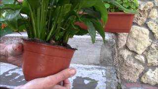 В чем важность удобрений для спатифиллума? когда подкармливать растение и как это делать?